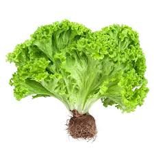 Alface Hidroponica Mc Un