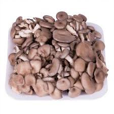 Cogumelo Shimeji Band Un